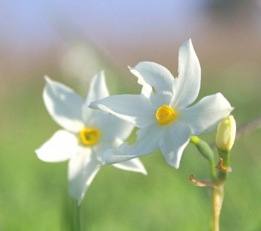 Нарцисс (Narcissus)