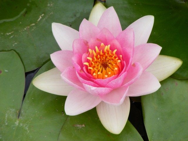 Кувшинка (Nymphaea) Кувшинка (Nymphaea)