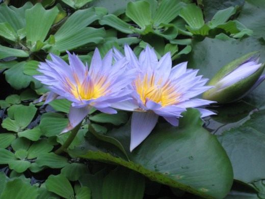 Кувшинка (Nymphaea)