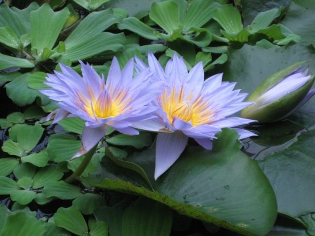 Кувшинка (Nymphaea) Кувшинка (Nymphaea)