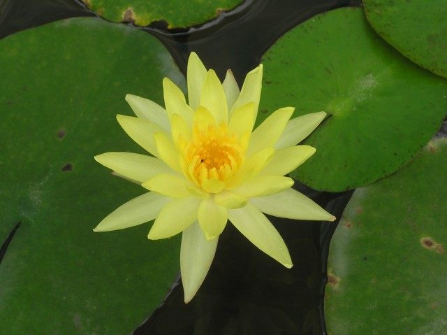 Кувшинка (Nymphaea) Кувшинка (Nymphaea)