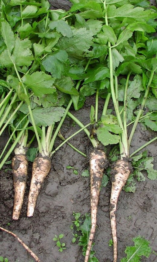 Пастернак (Parsnip) Пастернак (Pastinaca)