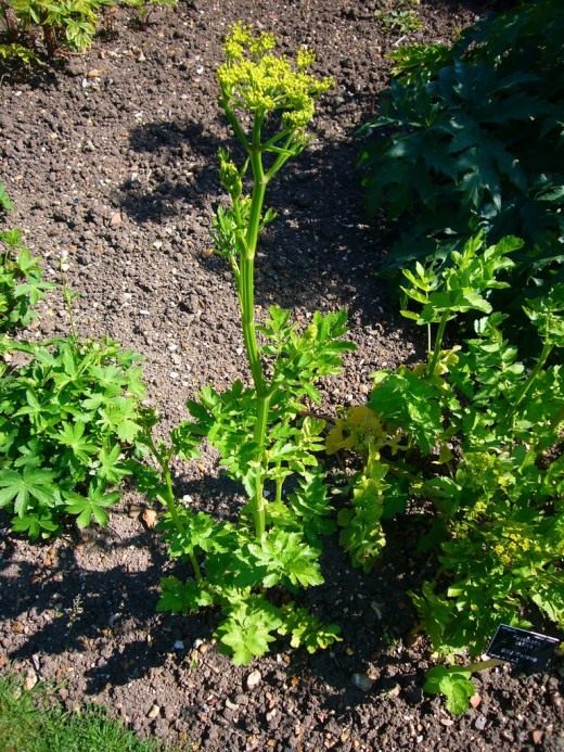 Пастернак (Parsnip)