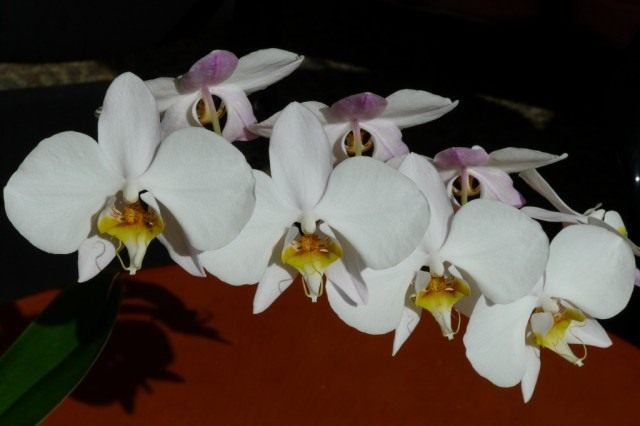 Фаленопсис приятный, или фаленопсис прелестный (Phalaenopsis amabilis)