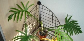 Филодендрон (Philodendron)