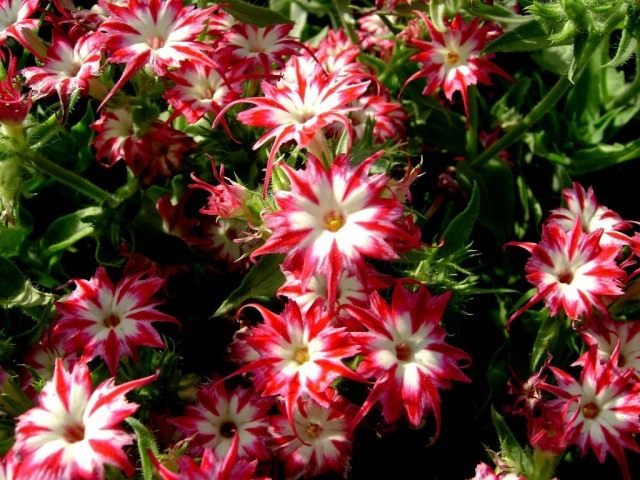 Флокс Друммонда (Phlox drummondii) Флокс Друммонда (Phlox drummondii)