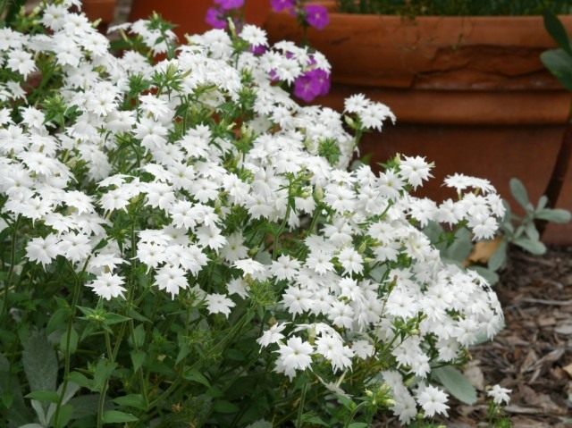 Флокс Друммонда, сорт 'Twinkle Star' Флокс Друммонда, сорт 'Twinkle Star'