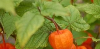 Физалис (Physalis)