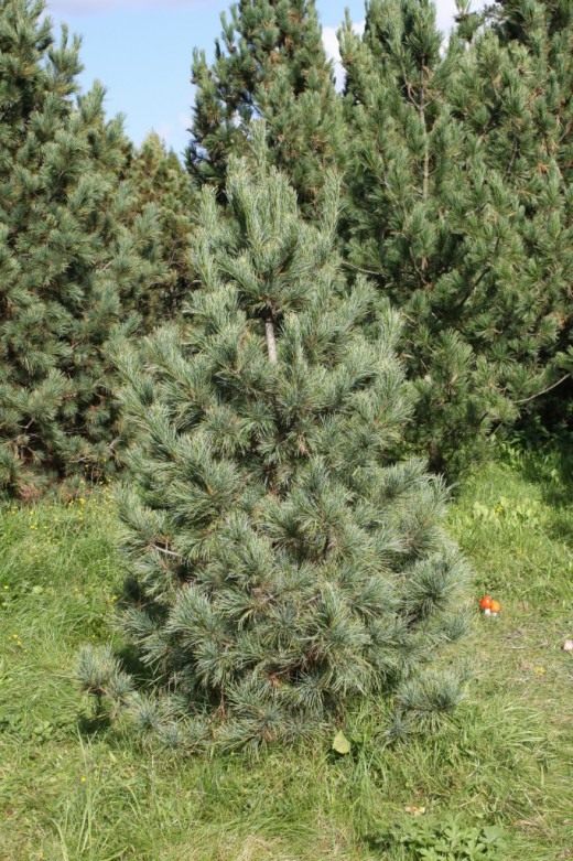 Сосна сибирская кедровая (лат. Pinus sibirica)