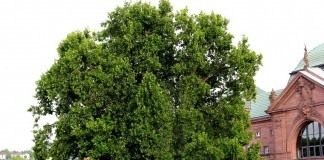 Платан (Platanus)
