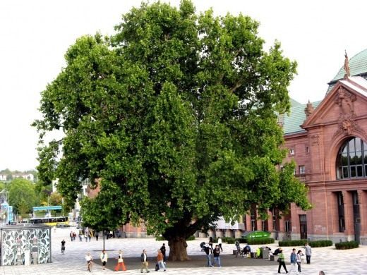 Платан (Platanus)