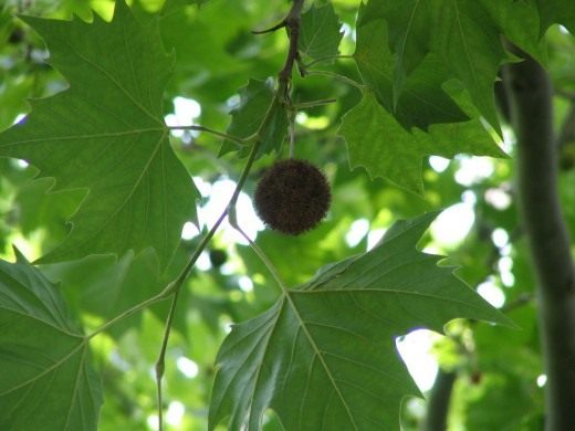 Платан (Platanus)