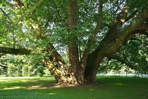 Платан (Platanus) Платан (Platanus)
