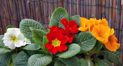 Примула (Primula)