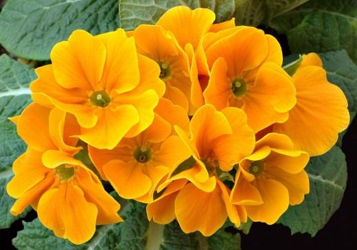 Примула (Primula)
