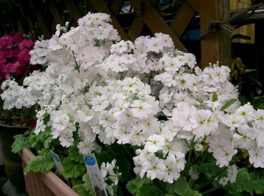 Примула (Primula)