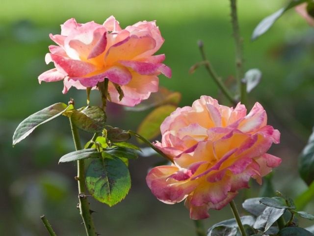 Роза (Rose) Роза (Rose)