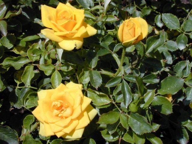 Роза (Rose) Роза (Rose)