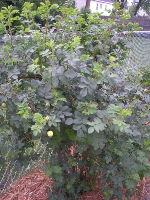 Роза (Rose)