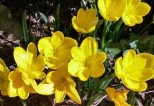 Штернбергия (Sternbergia)