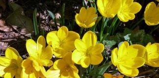 Штернбергия (Sternbergia)