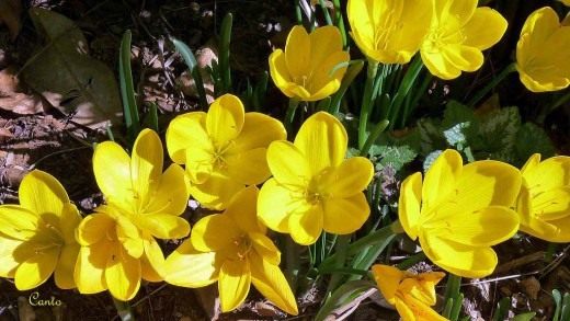 Штернбергия (Sternbergia) Штернбергия (Sternbergia)