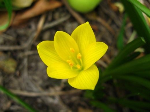 Штернбергия (Sternbergia) Штернбергия (Sternbergia)