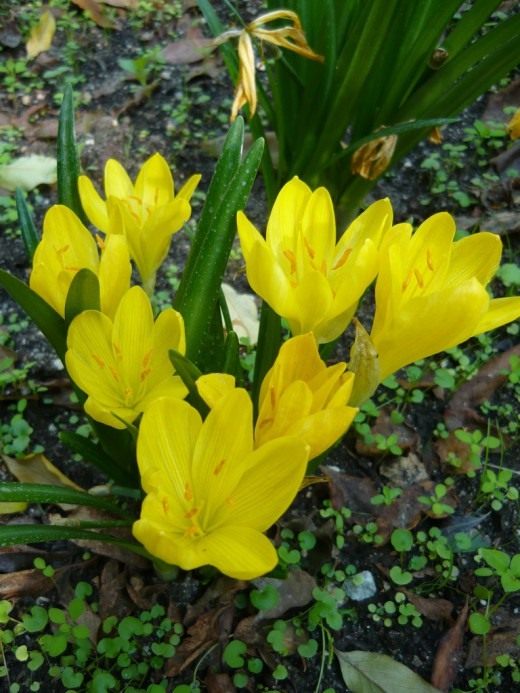 Штернбергия (Sternbergia) Штернбергия (Sternbergia)