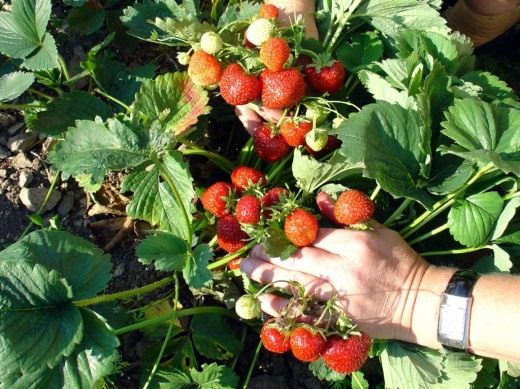Земляника (Strawberry)