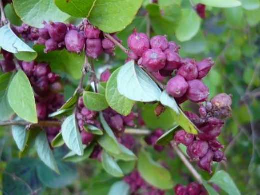 Снежноягодник (Symphoricarpos)