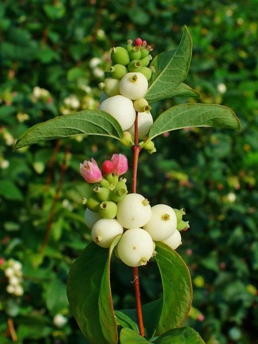 Снежноягодник (Symphoricarpos)