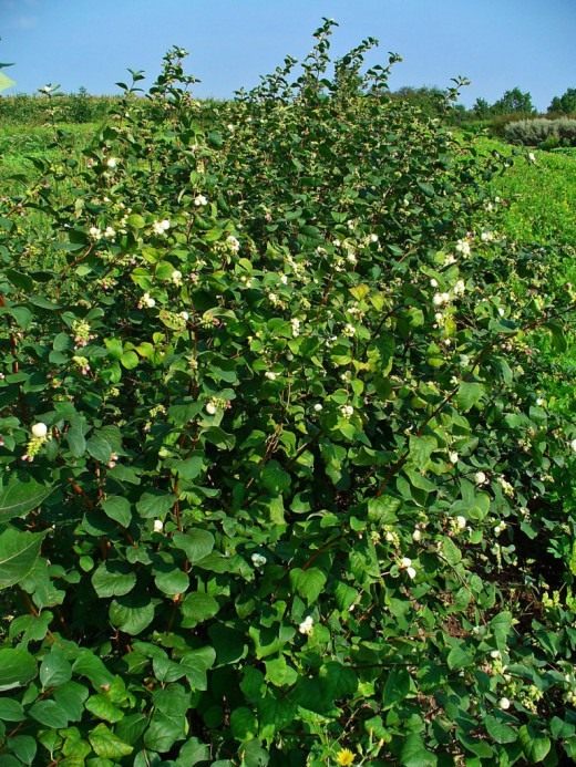 Снежноягодник (Symphoricarpos)
