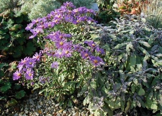 Астра осенняя многолетняя (Symphyotrichum)