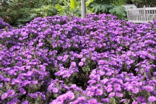 Астра осенняя многолетняя (Symphyotrichum)
