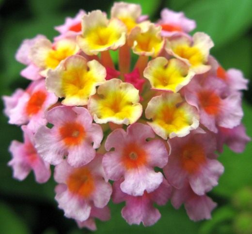 Лантана камара (West Indian Lantana)