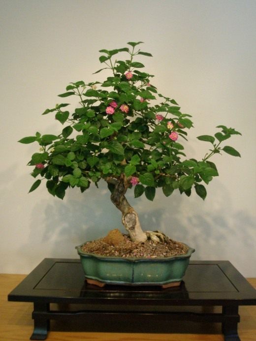 Лантана камара (West Indian Lantana)