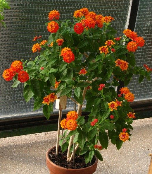 Лантана камара (West Indian Lantana)