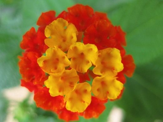 Лантана камара (West Indian Lantana)