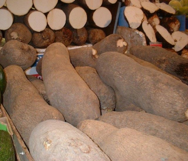 Корнеплоды Ямса Корнеплоды Ямса