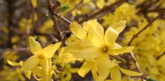 Форзиция, или Форсайтия, или Форсиция (Forsythia)