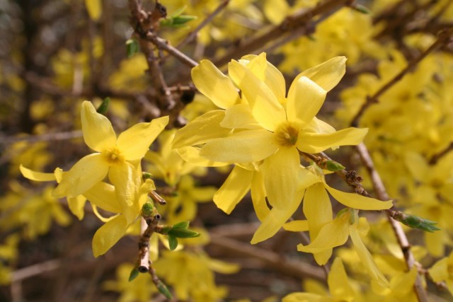 Форзиция, или Форсайтия, или форсиция (Forsythia) Форзиция, или Форсайтия, или Форсиция (Forsythia)