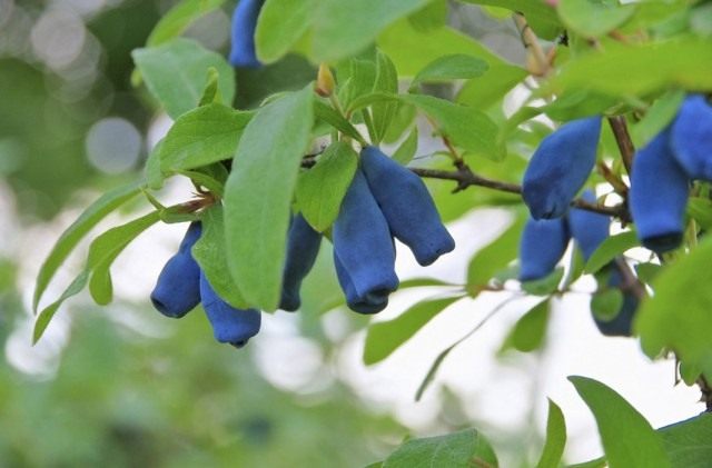 Жимолость голубая, или Жимолость синяя (Lonicera caerulea)