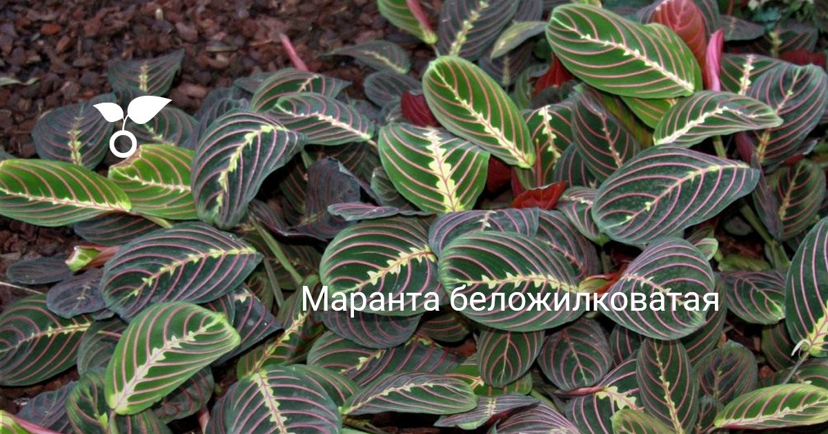 Алексеев Вячеслав / Стрелочники истории - 2 55 Алексеев Вячеслав / Стрелочники истории - 2 9