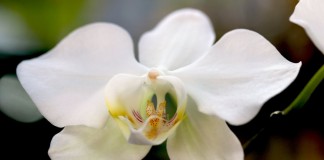 Цветок фаленопсиса приятного