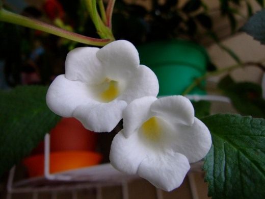 Ахименес (Achimenes)