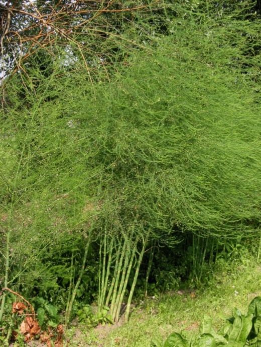 Спаржа, или Аспарагус (Asparagus)