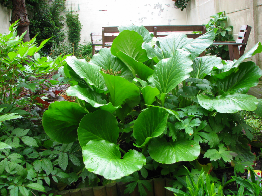 Бадан (Bergenia)