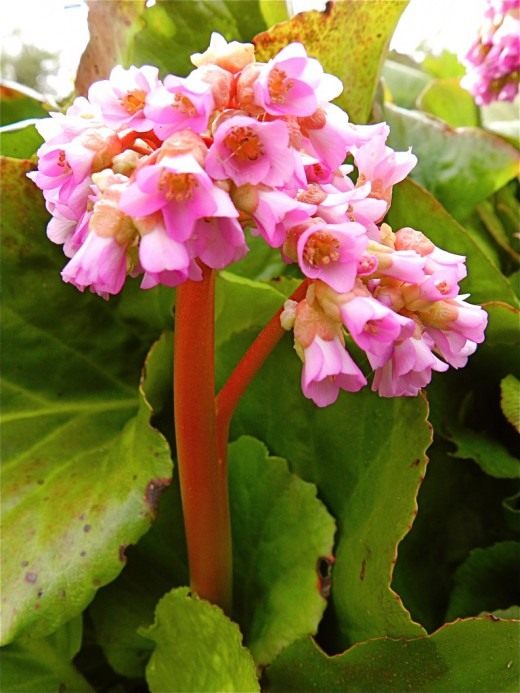 Бадан (Bergenia)