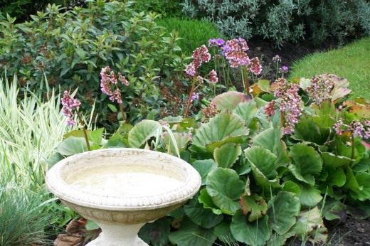Бадан (Bergenia) Бадан (Bergenia)