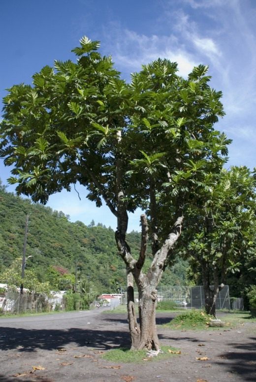 Хлебное дерево (Breadfruit Tree)
